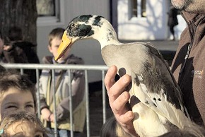 Photo de canard ou d'oie