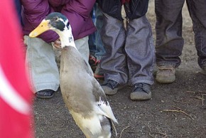 Photo de canard ou d'oie