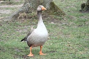 Photo de canard ou d'oie